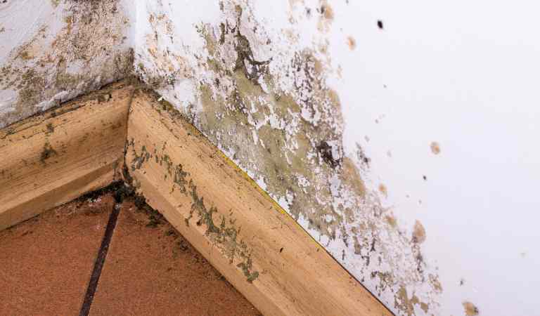 Mold and moisture buildup on corner wall of a house.