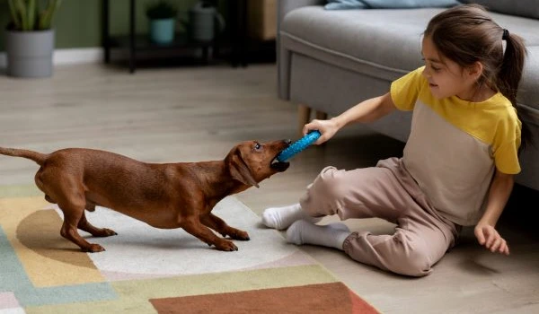 Close up on beautiful dachshund playing with kid