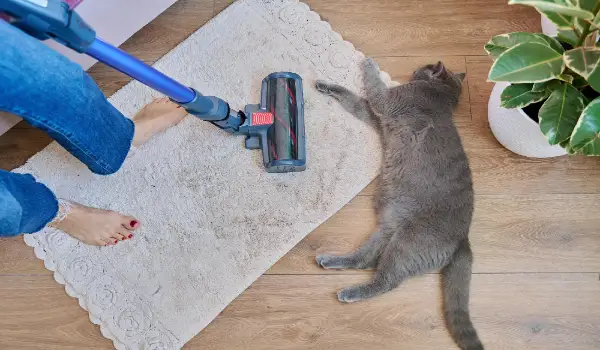 Cleaning house with vacuum cleaner female with pet cat