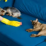 Woman in apron and gloves cleans a sofa from dog hair cleaning of the apartment life with pets