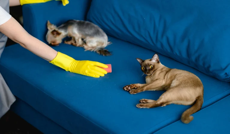 Woman in apron and gloves cleans a sofa from dog hair cleaning of the apartment life with pets